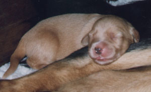 chiot de Niob